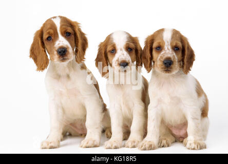 Welsh Springer Spaniel Dog - x3 Welpen Stockfoto