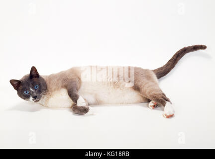 Schneeschuh - Blue &amp; White Point Cat Stockfoto