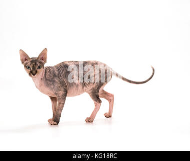 Sphynx CAT - schwarze Tortie Tabby Stockfoto