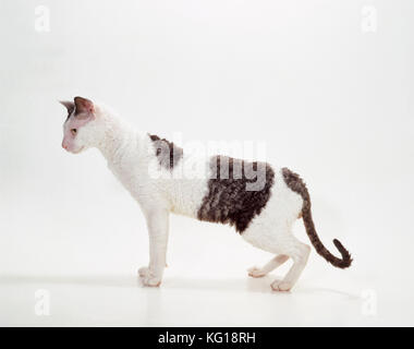CAT - Cornish Rex, Weiß und Schwarzer Rauch. Beachte den engen, welligen Mantel. Stockfoto