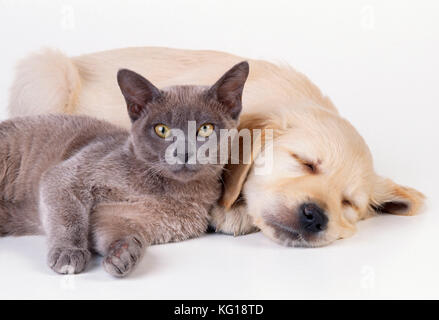 KATZE und HUND – Kätzchen und Hündchen liegen nebeneinander Stockfoto