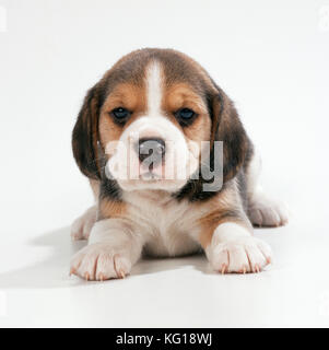HUND - Beagle / englischer Beagle. Hündchen, lügt, Gesicht. Stockfoto