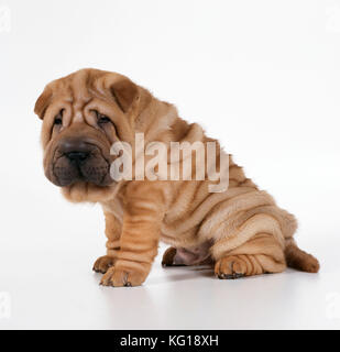 HUND - Hündchen Shar Pei, Seitenansicht Stockfoto