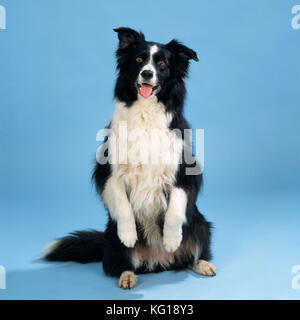 HUND - Border Collie, setz dich auf und bettele, schaue zur Kamera Stockfoto