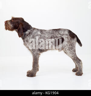 Hund - Spinone (Italienisch) Stockfoto