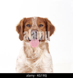 BRITTANY DOG - Großaufnahme des Kopfes Stockfoto