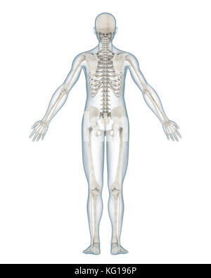 Menschliches Skelett Anatomie Stockfoto
