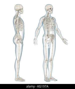 Menschliches Skelett Anatomie Stockfoto