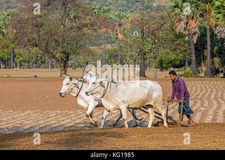 Burmesischen Bauern pflügen Feld mit traditionellen primitive hölzerne Ochsen angetriebenen Pflug/ox-gezeichnet in Myanmar/Birma Pflug Stockfoto