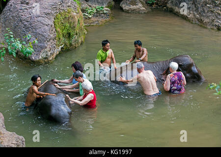 Touristen Hilfe waschen asiatische Elefanten/asiatischer Elefant (elephas maximus) im Fluss bei Elephant Camp in Myanmar/Birma Stockfoto