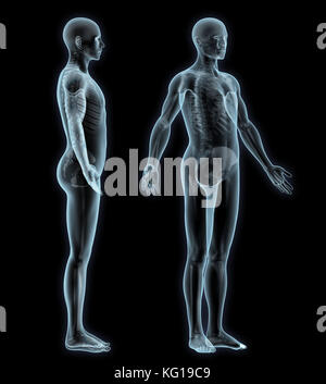 Menschliches Skelett Anatomie Stockfoto