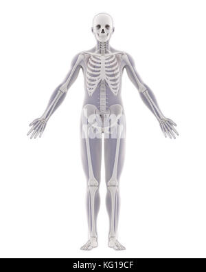 Menschliches Skelett Anatomie Stockfoto