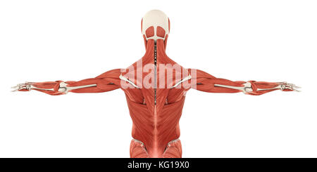 Rückenmuskulatur Anatomie Stockfoto