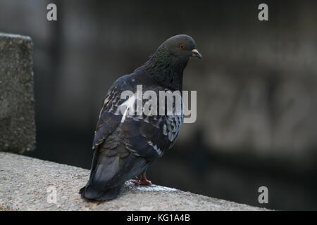 Eine taube ruht auf einem steinigen Zaun auf einer Bank der Stadt Fluss Stockfoto