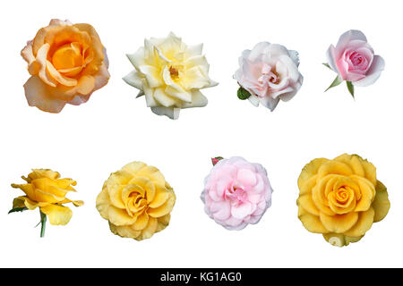 Mehrfarbig isoliert wunderschöne Rosen auf weißem Hintergrund Stockfoto