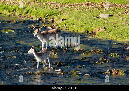 Milnthorpe, Cumbria. November 2017. Wetter in Großbritannien. Damhirsch und Hirsch im Fluss bei Milnthorpe, Cumbria. Kredit: John Eveson/Alamy Live Nachrichten Stockfoto