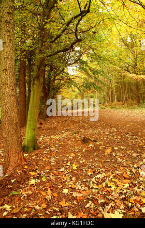 Newmiller dam Wakefield, Großbritannien. 2 Nov, 2017. de Wetter. Die Farben des Herbstes an newmiller Dam in der Nähe von Wakefield, West Yorkshire Farbe in die Landschaft auf einem stumpfen bewölkten Tag wurden. Am 2. November 2017 eingenommen. Credit: Andrew Gardner/alamy leben Nachrichten Stockfoto