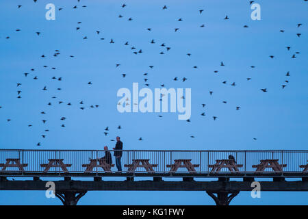 Aberystwyth Wales UK, Donnerstag, 02. November 2017 UK Wetter: Zwei Männer genießen einen ruhigen „End of the Day“-Drink am Seebahn von Aberystwyth, wie um sie herum einige der Zehntausenden von Starlingen heranspringen, um sich in Sicherheit und Wärme für die Nacht auf dem von Menschen geschaffenen Wald aus gusseisernen Beinen zu verstecken, nachdem sie die Sommermonate in Skandinavien verbracht haben. die Herden von Zugstarnen sind wieder in ihren Winterfutterplatz zurückgekehrt und haben sich in Großbritannien niedergelassen Foto: Keith Morris/Alamy Live News Stockfoto