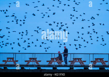 Aberystwyth Wales UK, Donnerstag, 02. November 2017 UK Wetter: Zwei Männer genießen einen ruhigen „End of the Day“-Drink am Seebahn von Aberystwyth, wie um sie herum einige der Zehntausenden von Starlingen heranspringen, um sich in Sicherheit und Wärme für die Nacht auf dem von Menschen geschaffenen Wald aus gusseisernen Beinen zu verstecken, nachdem sie die Sommermonate in Skandinavien verbracht haben. die Herden von Zugstarnen sind wieder in ihren Winterfutterplatz zurückgekehrt und haben sich in Großbritannien niedergelassen Foto: Keith Morris/Alamy Live News Stockfoto