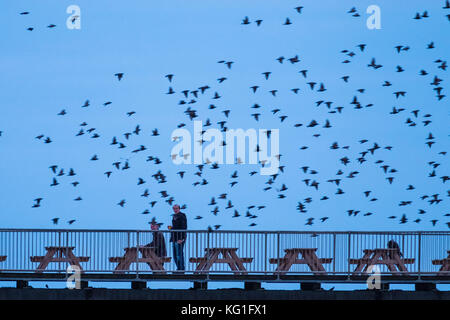 Aberystwyth Wales UK, Donnerstag, 02. November 2017 UK Wetter: Zwei Männer genießen einen ruhigen „End of the Day“-Drink am Seebahn von Aberystwyth, wie um sie herum einige der Zehntausenden von Starlingen heranspringen, um sich in Sicherheit und Wärme für die Nacht auf dem von Menschen geschaffenen Wald aus gusseisernen Beinen zu verstecken, nachdem sie die Sommermonate in Skandinavien verbracht haben. die Herden von Zugstarnen sind wieder in ihren Winterfutterplatz zurückgekehrt und haben sich in Großbritannien niedergelassen Foto: Keith Morris/Alamy Live News Stockfoto