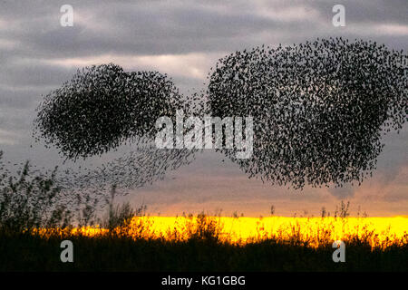 Southport, Merseyside, UK. 4. November 2017. UK Wetter: Starling mumuration über Tarleton. Letzter Tanz vor dem Bett, als Zehntausende von Staren über das bloße sammeln, wie der Beginn der kälteren Wetter, und frühe Nächte löst in diesem Herbst und Winter Gruppierungen zu sammeln. Die Geräusche, die sie als ein Geräusch oder Rattern beschrieben vornehmen, sondern auch ziemlich intensiv und gedacht wird, Teil einer Kommunikation von Art. Immer mehr Vögel werden zu Herde zusammen erwartet, als die Wochen auf gehen, und die Zahl der Stare in einer Roost an einigen Stellen auf rund 100.000 Schwellen. Credit: MediaWorldImages/Alamy leben Nachrichten Stockfoto