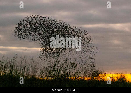 Southport, Merseyside, UK. 4. November 2017. UK Wetter: Starling mumuration über Tarleton. Letzter Tanz vor dem Bett, als Zehntausende von Staren über das bloße sammeln, wie der Beginn der kälteren Wetter, und frühe Nächte löst in diesem Herbst und Winter Gruppierungen zu sammeln. Die Geräusche, die sie als ein Geräusch oder Rattern beschrieben vornehmen, sondern auch ziemlich intensiv und gedacht wird, Teil einer Kommunikation von Art. Immer mehr Vögel werden zu Herde zusammen erwartet, als die Wochen auf gehen, und die Zahl der Stare in einer Roost an einigen Stellen auf rund 100.000 Schwellen. Credit: MediaWorldImages/Alamy leben Nachrichten Stockfoto