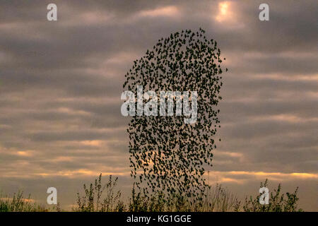 Southport, Merseyside, UK. 4. November 2017. UK Wetter: Starling mumuration über Tarleton. Letzter Tanz vor dem Bett, als Zehntausende von Staren über das bloße sammeln, wie der Beginn der kälteren Wetter, und frühe Nächte löst in diesem Herbst und Winter Gruppierungen zu sammeln. Die Geräusche, die sie als ein Geräusch oder Rattern beschrieben vornehmen, sondern auch ziemlich intensiv und gedacht wird, Teil einer Kommunikation von Art. Immer mehr Vögel werden zu Herde zusammen erwartet, als die Wochen auf gehen, und die Zahl der Stare in einer Roost an einigen Stellen auf rund 100.000 Schwellen. Credit: MediaWorldImages/Alamy leben Nachrichten Stockfoto