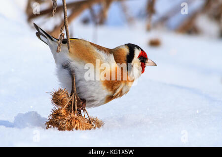 Wild Bird gedrückt der Schnee des wolligen Klette Samen, Wildlife, Winter überleben, Kälte und Frost Stockfoto