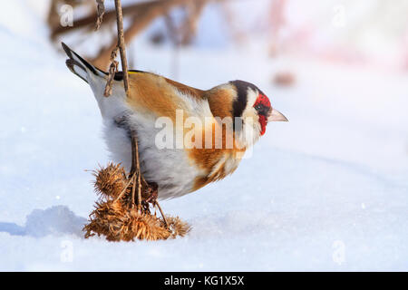 Goldfinch gedrückt der Schnee des wolligen Klette Samen, Wildlife, Winter überleben, Kälte und Frost Stockfoto