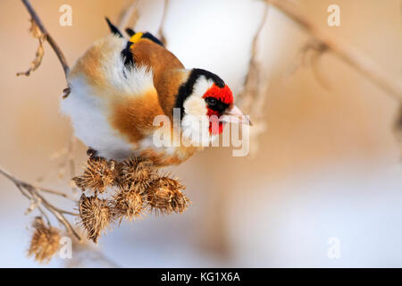 Goldfinch Klette Samen, Tiere essen, Winter überleben, Kälte und Frost Stockfoto