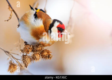 Goldfinch Klette Samen auf ein Winter sonniger Tag, Tiere essen, Winter überleben, Kälte und Frost Stockfoto