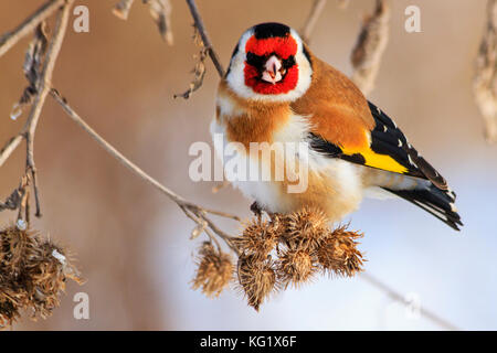 Vogel mit einem roten Maske sitzt auf einem trockenen Pflanzen, Tiere, Winter überleben, Kälte und Frost Stockfoto