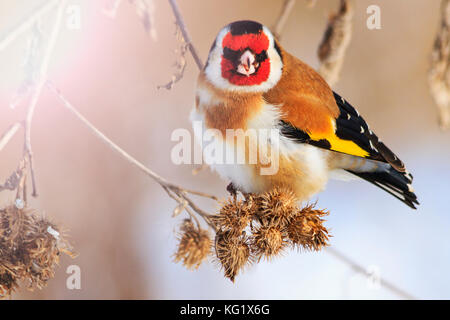 Goldfinch Vogel mit eine rote Maske, Wildlife, Winter überleben, Kälte und Frost Stockfoto