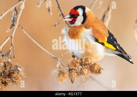 Bunte Vögel im Winter morgens auf der Suche nach Essen, Wildlife, Winter überleben, Kälte und Frost Stockfoto