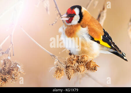 Wild gefärbten Vogel am Morgen der Winter sitzt auf einem trockenen Stamm, Wildlife, Winter überleben, Kälte und Frost Stockfoto