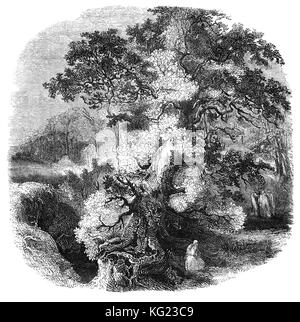 Einen Druiden in eine Eiche Waldlichtung. Als die religiösen Führer, sie waren auch rechtlichen Behörden, Schiedsrichter, lorekeepers, medizinische Fachleute und Berater der Politik. Im 19. Jahrhundert, der Kult wurde geglaubt zu Stonehenge, die prähistorische Monument in Wiltshire, England gegründet haben, Stockfoto
