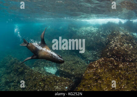 Galapagos Fell Dichtung (Arctocephalus galapagoensis) unter Wasser auf der Insel Santiago, Galapagos, Ecuador, Südamerika Stockfoto