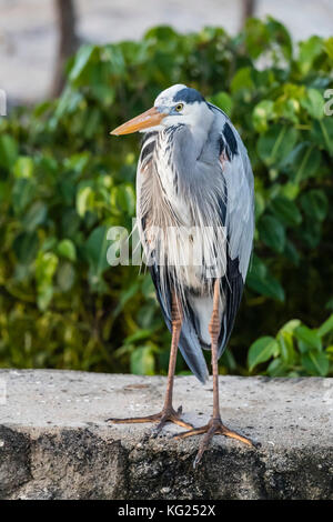 Nach Great Blue Heron (ardea herodias), in der Stadt von Puerto Baquerizo Moreno, Isla San Cristobal, Galapagos, Ecuador, Südamerika Stockfoto