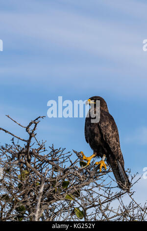 Nach Galapagos Falken (Buteo galapagoensis), Fernandina Insel, Galapagos, Ecuador, Südamerika Stockfoto