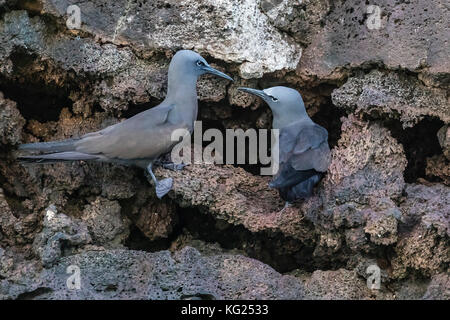 Braun Noddy (anous stolidus) Paar am Nest Ort auf der Insel Floreana, Galapagos, Ecuador, Südamerika Stockfoto