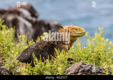 Ein erwachsener Galapagos land Iguana (conolophus subcristatus), Sonnenbaden auf der Insel North Seymour, Galapagos, Ecuador, Südamerika Stockfoto