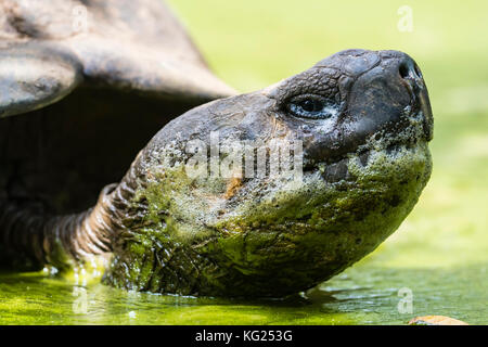 Wilden Galapagos Riesenschildkröte (Geochelone elephantopus) in Schlamm Grube auf Santa Cruz Island, Galapagos, Ecuador, Südamerika Stockfoto