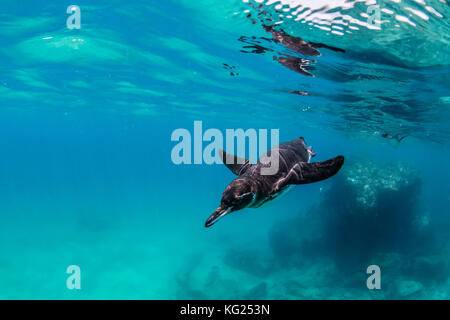 Galapagos-Pinguin (Spheniscus mendiculus) schwimmt unter Wasser auf Bartolome Island, Galapagos, Ecuador, Südamerika Stockfoto