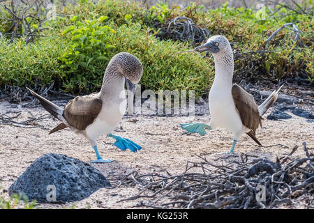 Blue-footed Booby (Sula nebouxii) Paar in der Balz auf North Seymour Insel, Galapagos, Ecuador, Südamerika Stockfoto