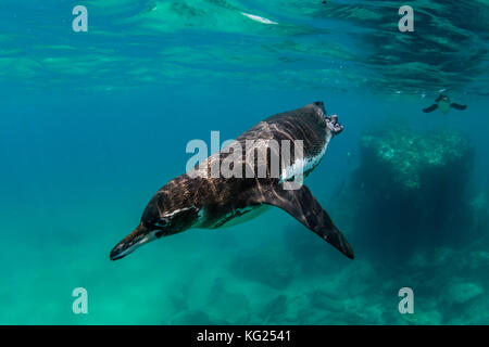 Galápagos-Pinguin (spheniscus mendiculus) Schwimmen unter Wasser bei Bartolome Insel, Galapagos, Ecuador, Südamerika Stockfoto