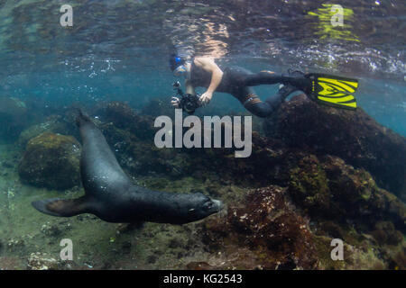 Stier Galapagos Seelöwe (Zalophus wollebaeki) mit schnorchler Unterwasser auf der Insel Santiago, Galapagos, Ecuador, Südamerika Stockfoto