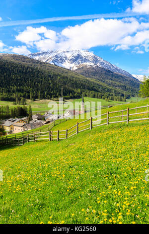 Alpendorf S-chanf umgeben von grünen Wiesen im Frühjahr, Kanton Graubunden, Region Maloja, Schweiz, Europa Stockfoto