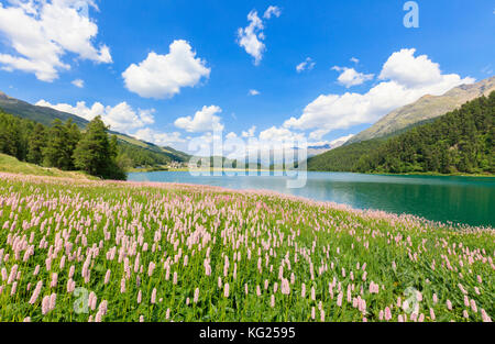 Frühjahrsblüte von persicaria bistorta in Lej da Fase, st. moritz, Oberengadin, Kanton Graubünden, Schweiz, Europa Stockfoto