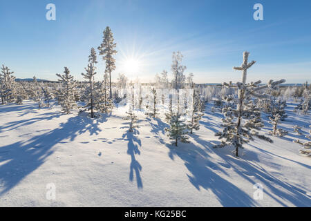 Sunburst auf gefrorenen Bäume mit Schnee, Kiruna, Norrbottens Län, Lappland, Schweden, Skandinavien, Europa Stockfoto