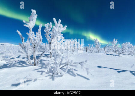 Gefrorene Bäume mit Schnee unter dem Nordlicht (Aurora Borealis), abisko, Norrbotten County, Gemeinde Kiruna, Lappland, Schweden abgedeckt Stockfoto